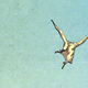 Illustration for article titled The Y: The Last Man movie once again escapes being made